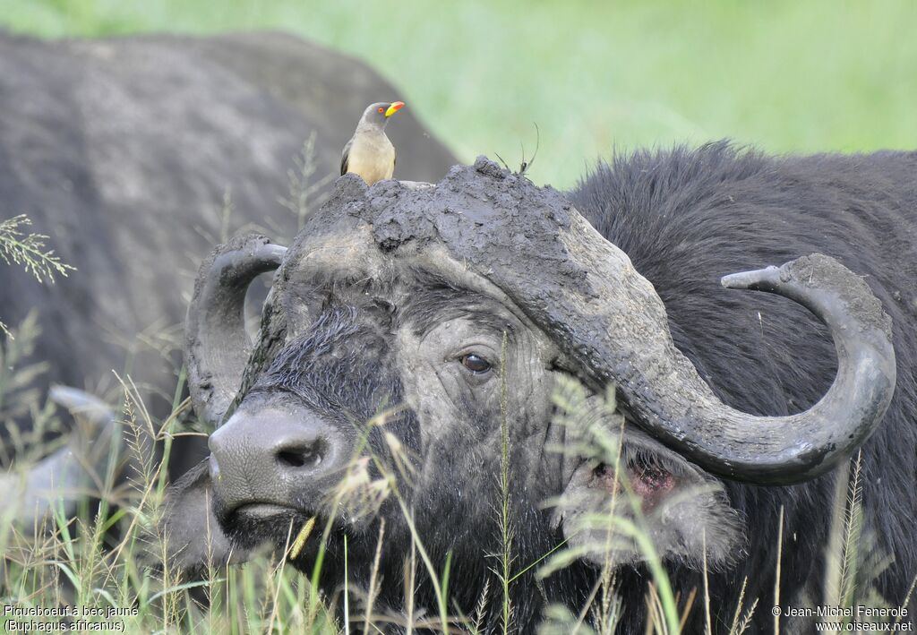 Yellow-billed Oxpecker