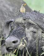 Yellow-billed Oxpecker