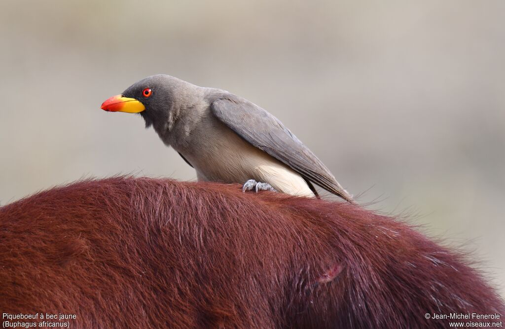 Yellow-billed Oxpecker