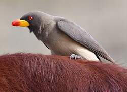 Yellow-billed Oxpecker