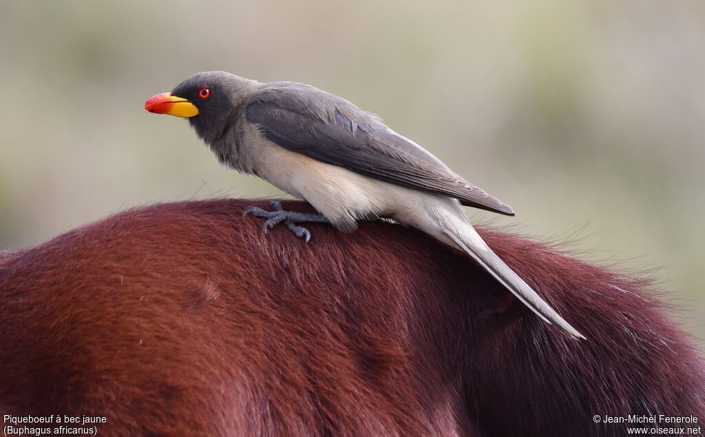 Yellow-billed Oxpecker