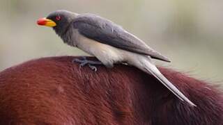 Yellow-billed Oxpecker