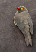 Red-billed Oxpecker