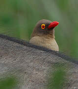 Red-billed Oxpecker