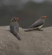 Red-billed Oxpecker