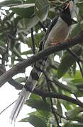 Red-billed Blue Magpie