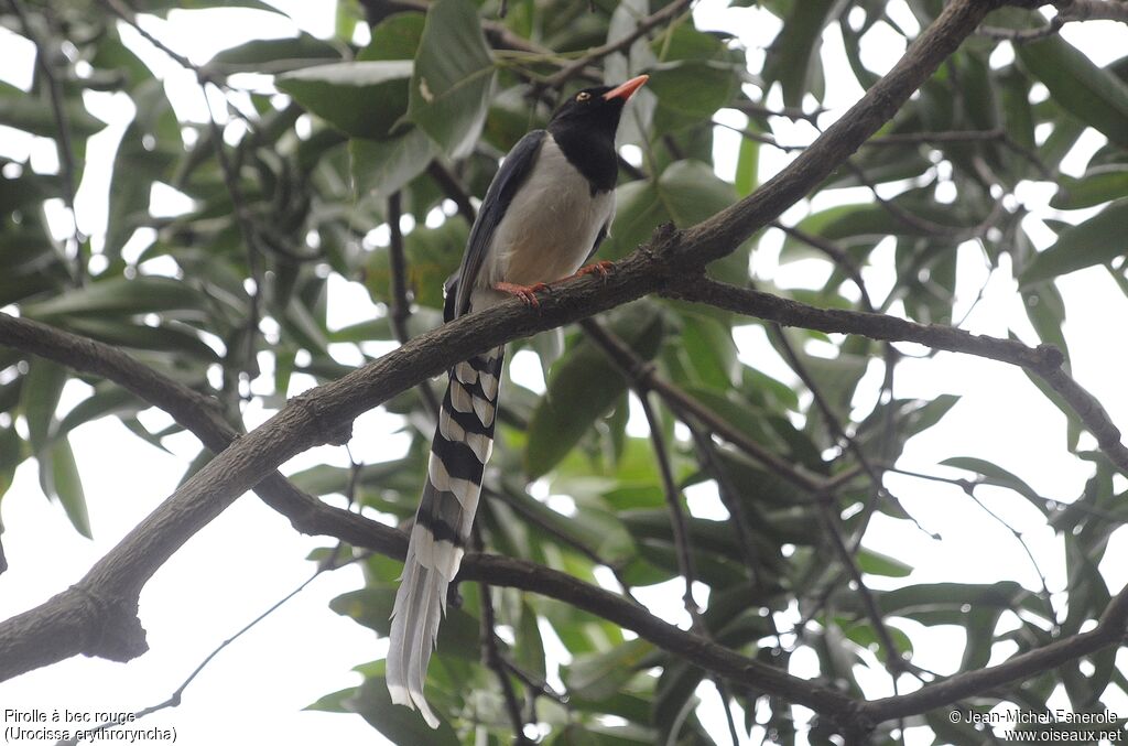 Red-billed Blue Magpie