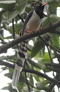 Red-billed Blue Magpie