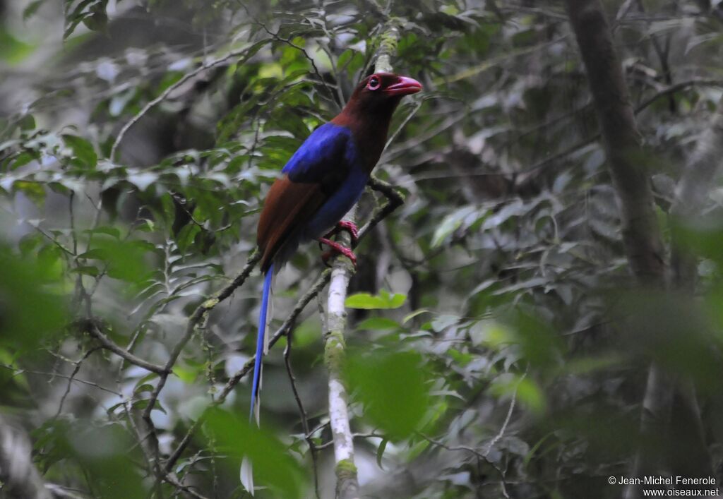 Sri Lanka Blue Magpie