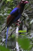 Sri Lanka Blue Magpie