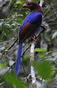 Sri Lanka Blue Magpie