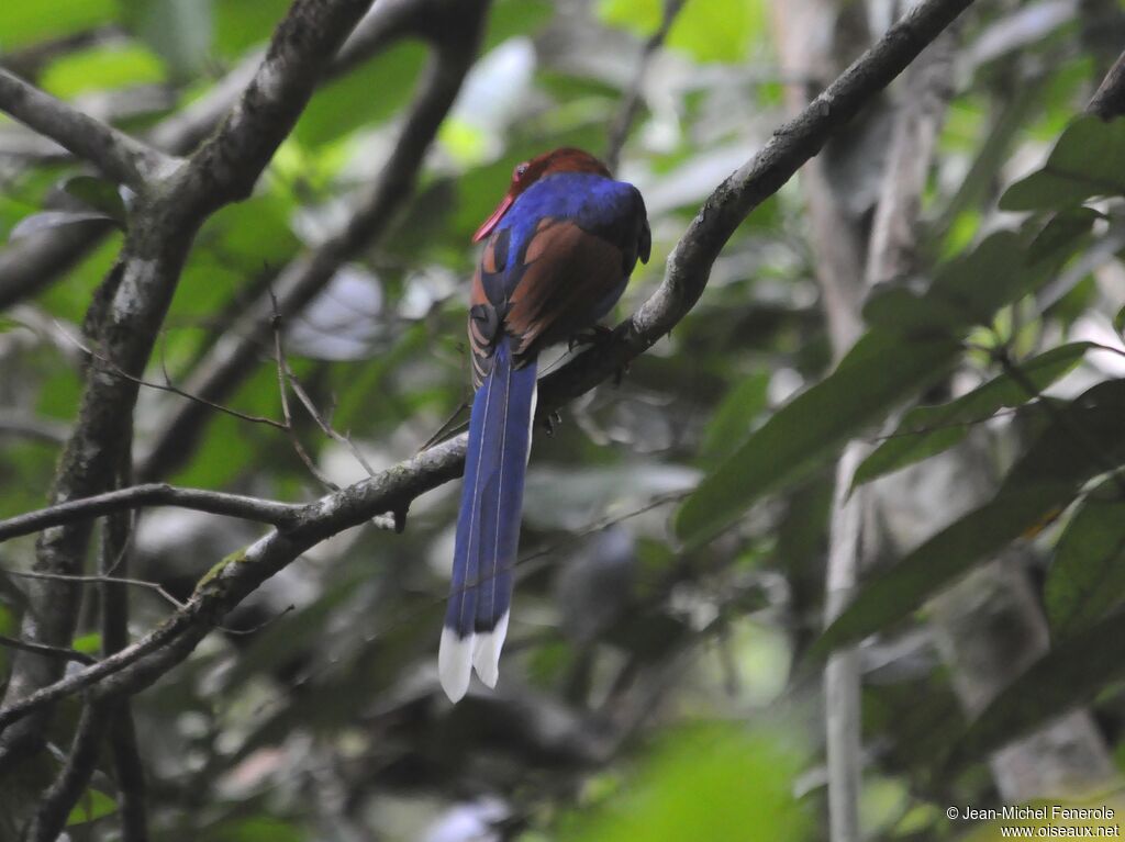 Sri Lanka Blue Magpie