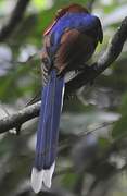 Sri Lanka Blue Magpie