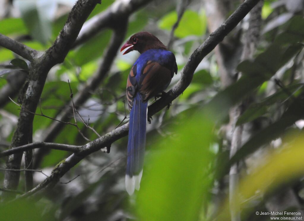 Sri Lanka Blue Magpie