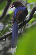 Sri Lanka Blue Magpie