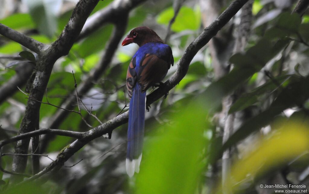 Sri Lanka Blue Magpie