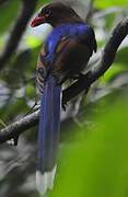 Sri Lanka Blue Magpie