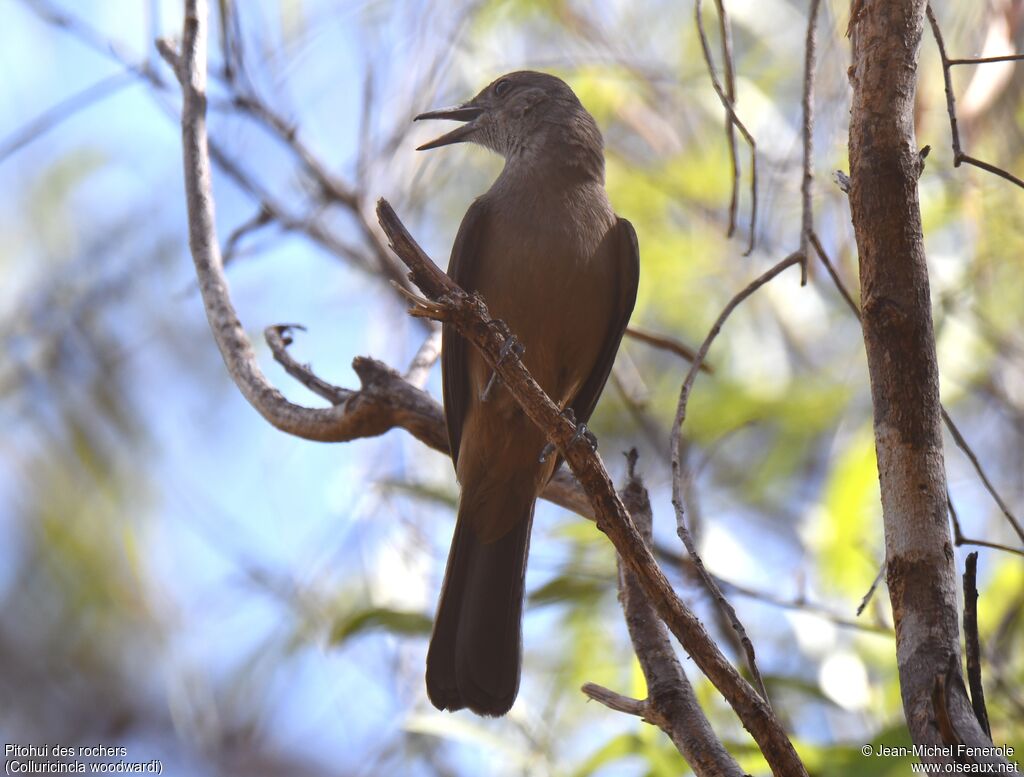 Pitohui des rochers