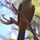 Pitohui des rochers