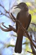 Sandstone Shrikethrush