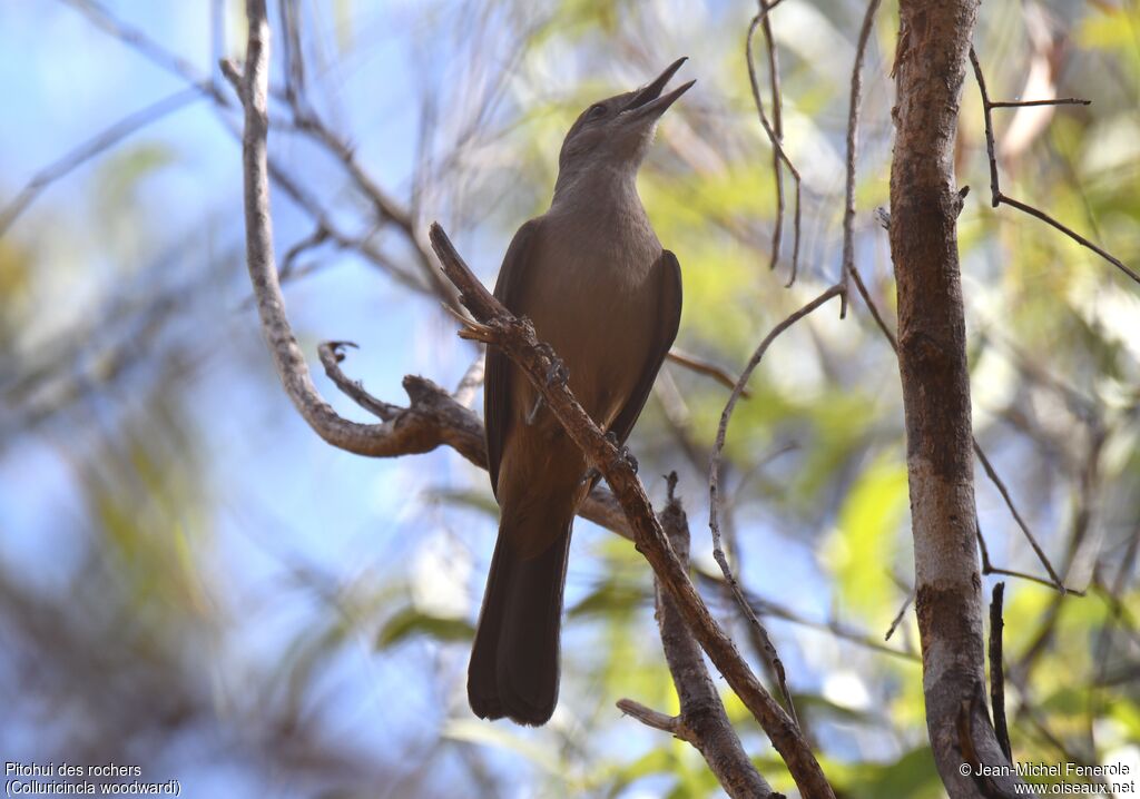 Pitohui des rochers