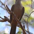 Pitohui des rochers