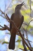 Sandstone Shrikethrush