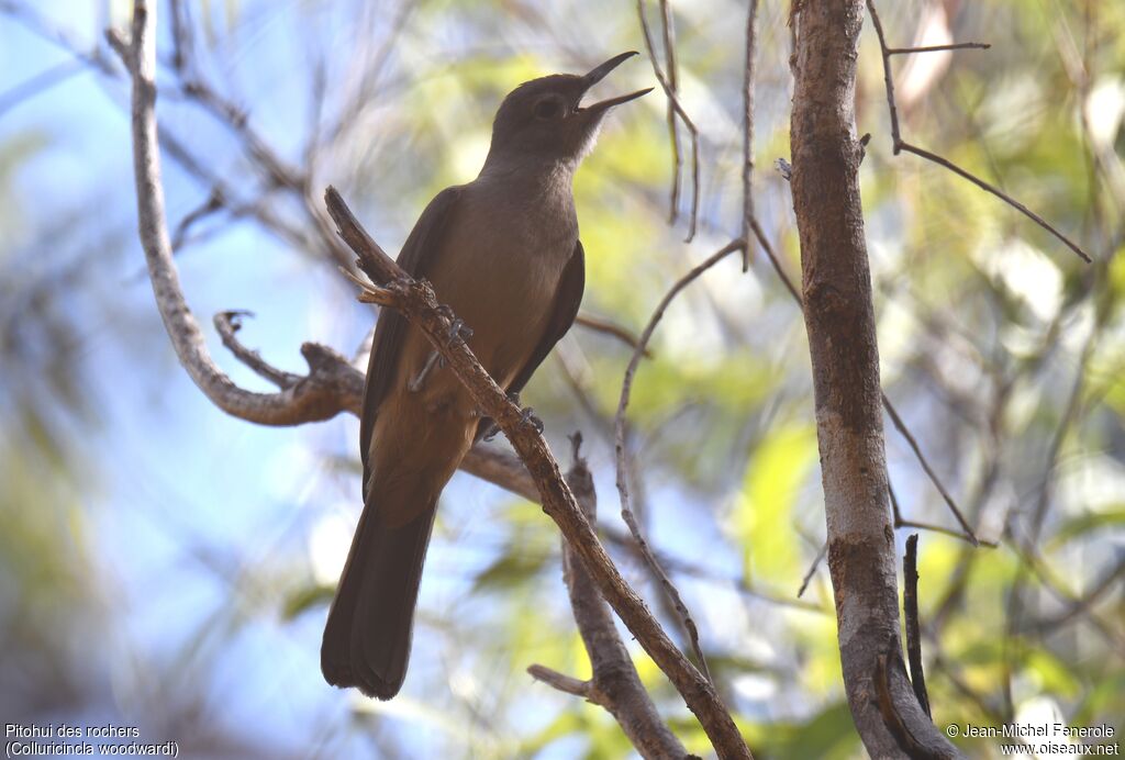 Sandstone Shrikethrush