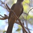 Pitohui des rochers