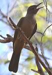 Pitohui des rochers