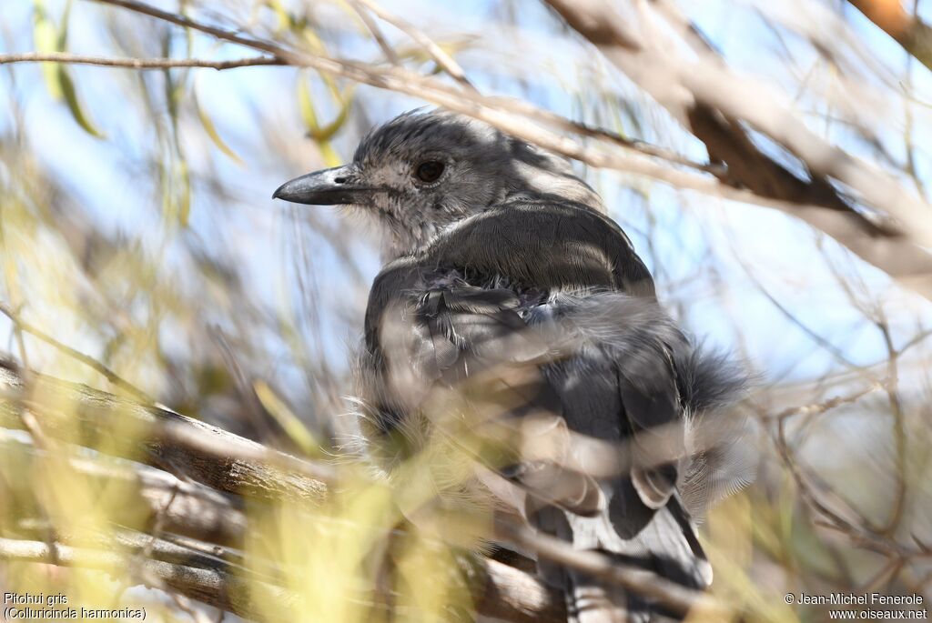 Grey Shrikethrush