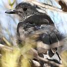 Pitohui gris