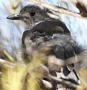 Grey Shrikethrush