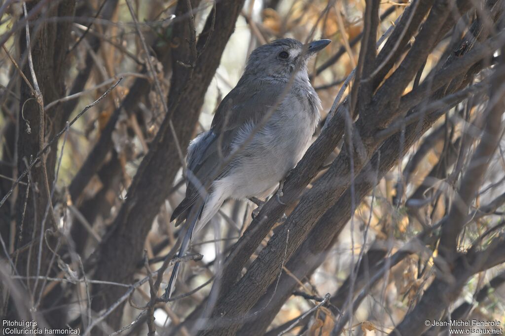 Pitohui gris