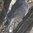 Pitohui gris