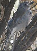 Grey Shrikethrush