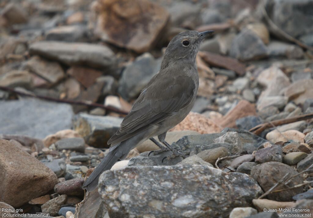 Pitohui gris