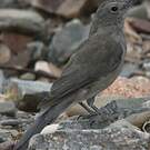 Pitohui gris