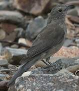 Grey Shrikethrush