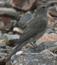 Pitohui gris