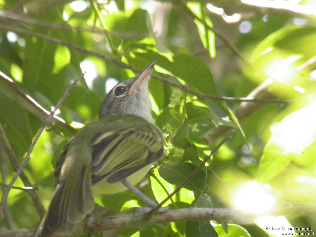 Platyrhynque jaune-olive