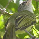 Platyrhynque jaune-olive
