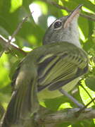 Yellow-olive Flatbill