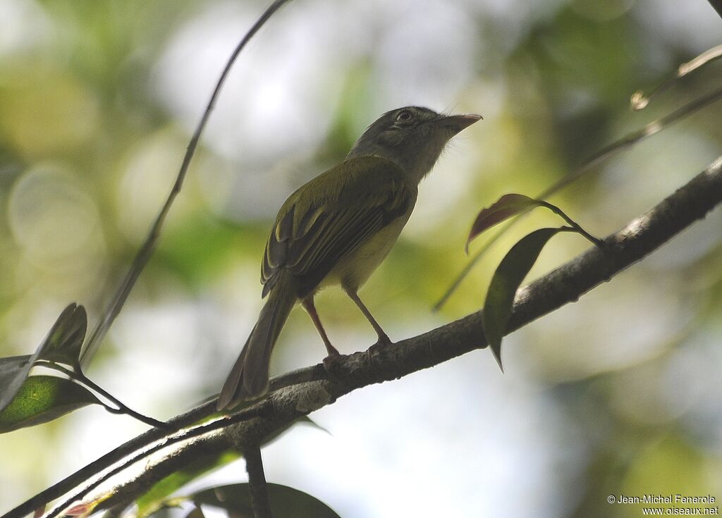 Yellow-olive Flatbill