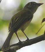 Yellow-olive Flatbill