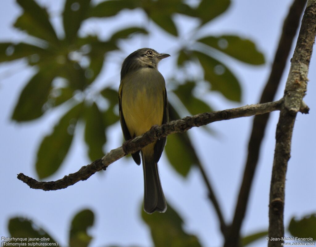 Platyrhynque jaune-olive