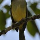 Platyrhynque jaune-olive