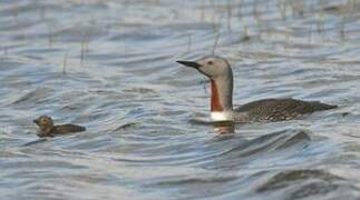 Plongeon catmarin