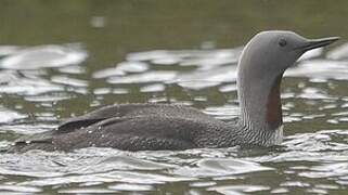 Red-throated Loon