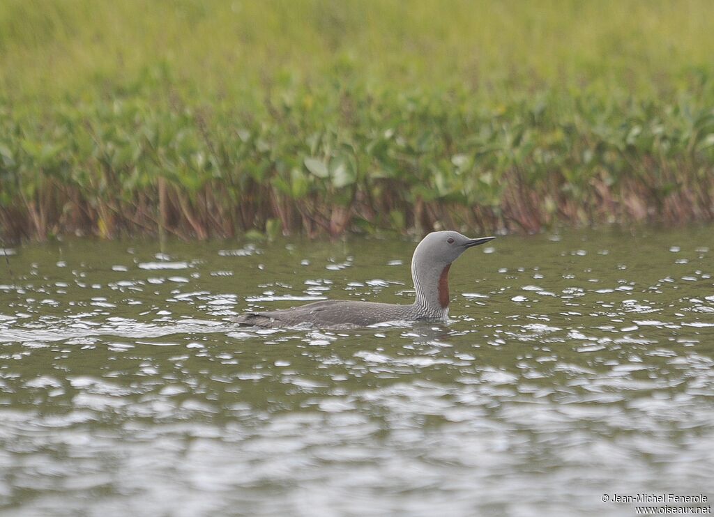 Red-throated Loon